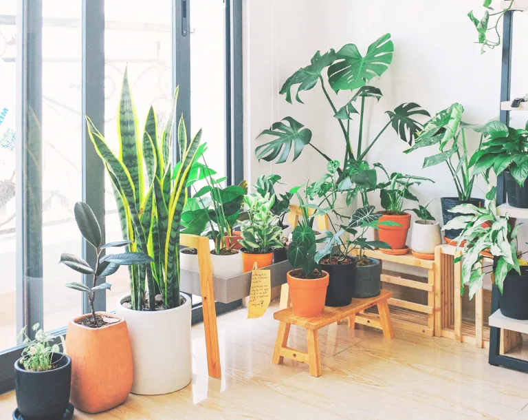 Plantas en casa sana