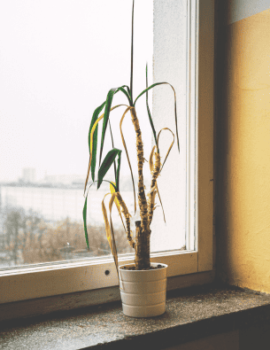 Planta seca en la ventana de una casa enferma